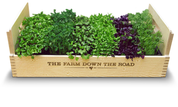 Microgreen Box